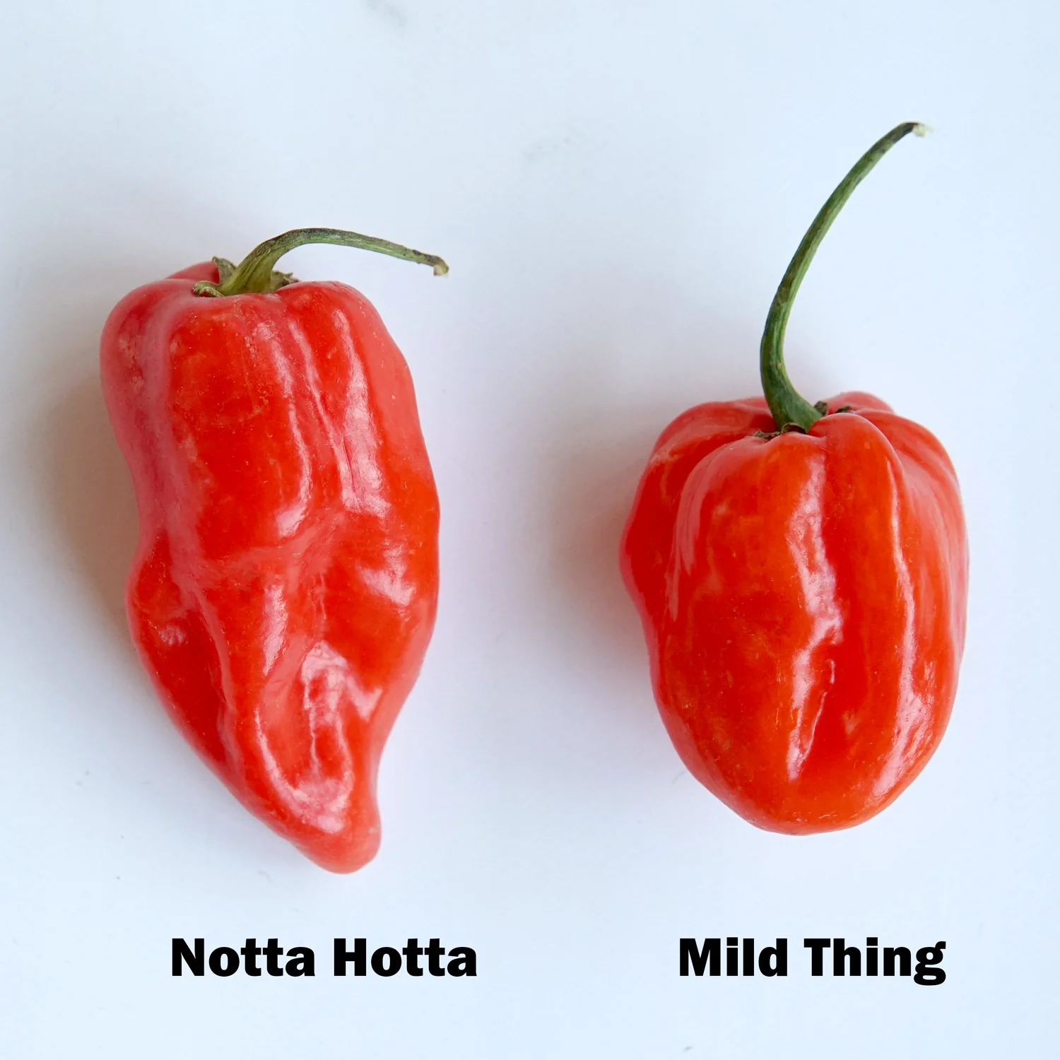 NOTTA HOTTA - Image 10