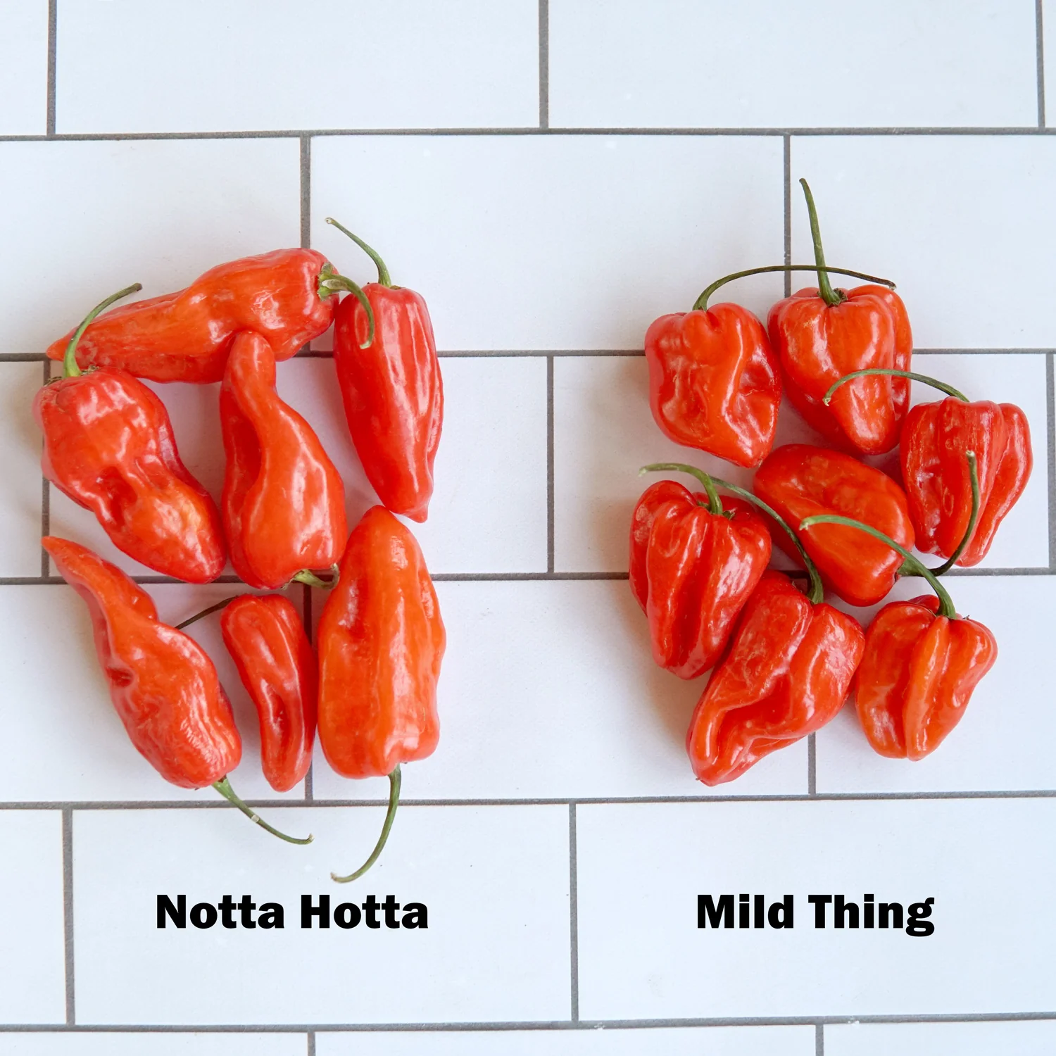 NOTTA HOTTA - Image 9